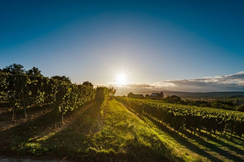 Das Weinbaugebiet erstreckt sich vom Norden bis zum Süden des Elsass auf einer Länge von etwa 100 km.