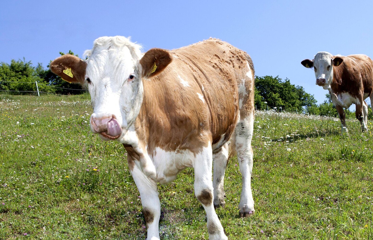 Für Sonnberg ist das Tierwohl wichtig: Die Tiere werden maximal vier Stunden vom Landwirt zum Schlachthof transportiert, wo man besonderen Wert auf einen respektvollen und stressfreien Umgang mit den Tieren legt. © Kröswang