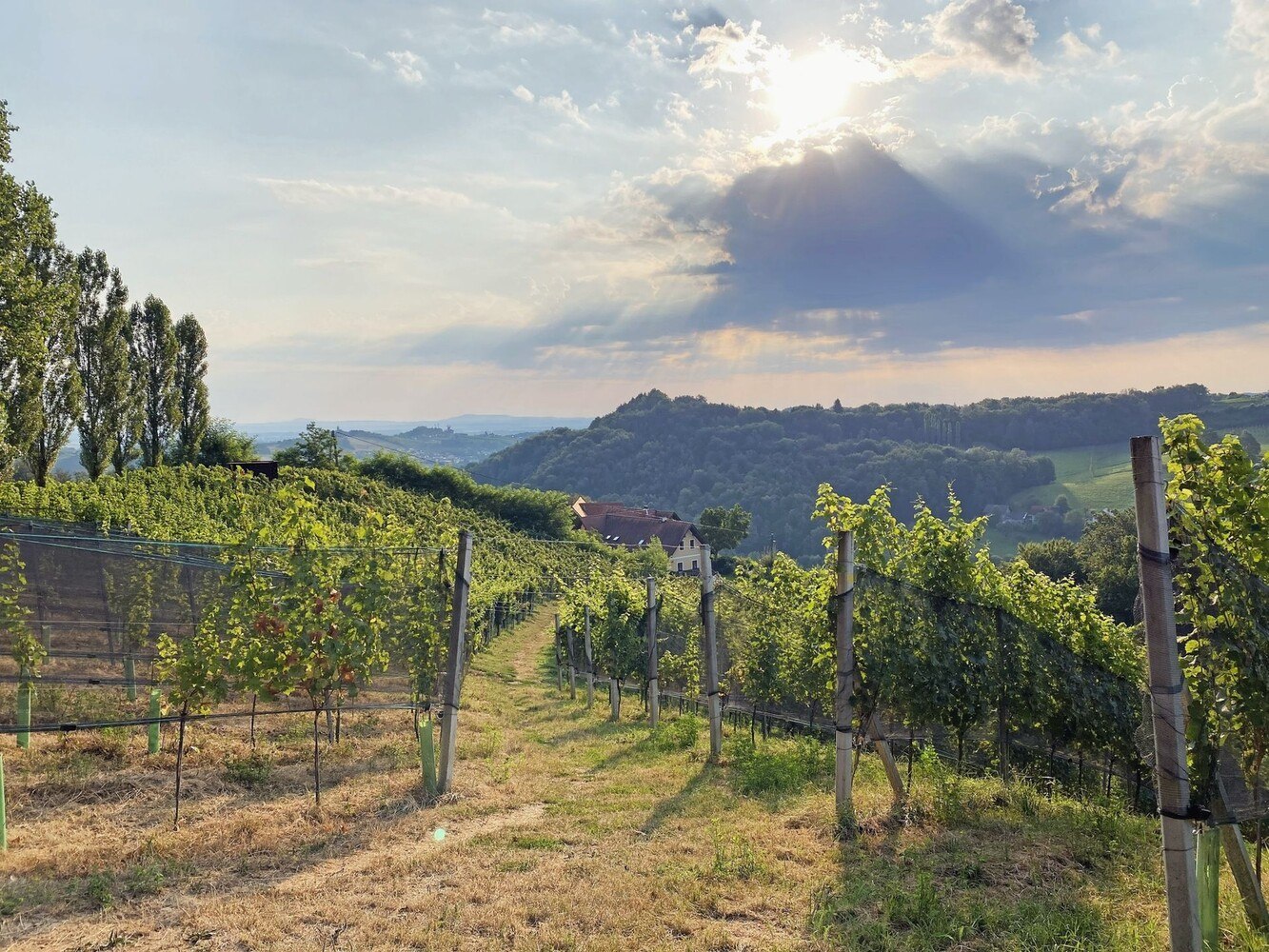 Blick in den Restaurantbereich des Sattlerhofs. © Jasmin Kreulitsch