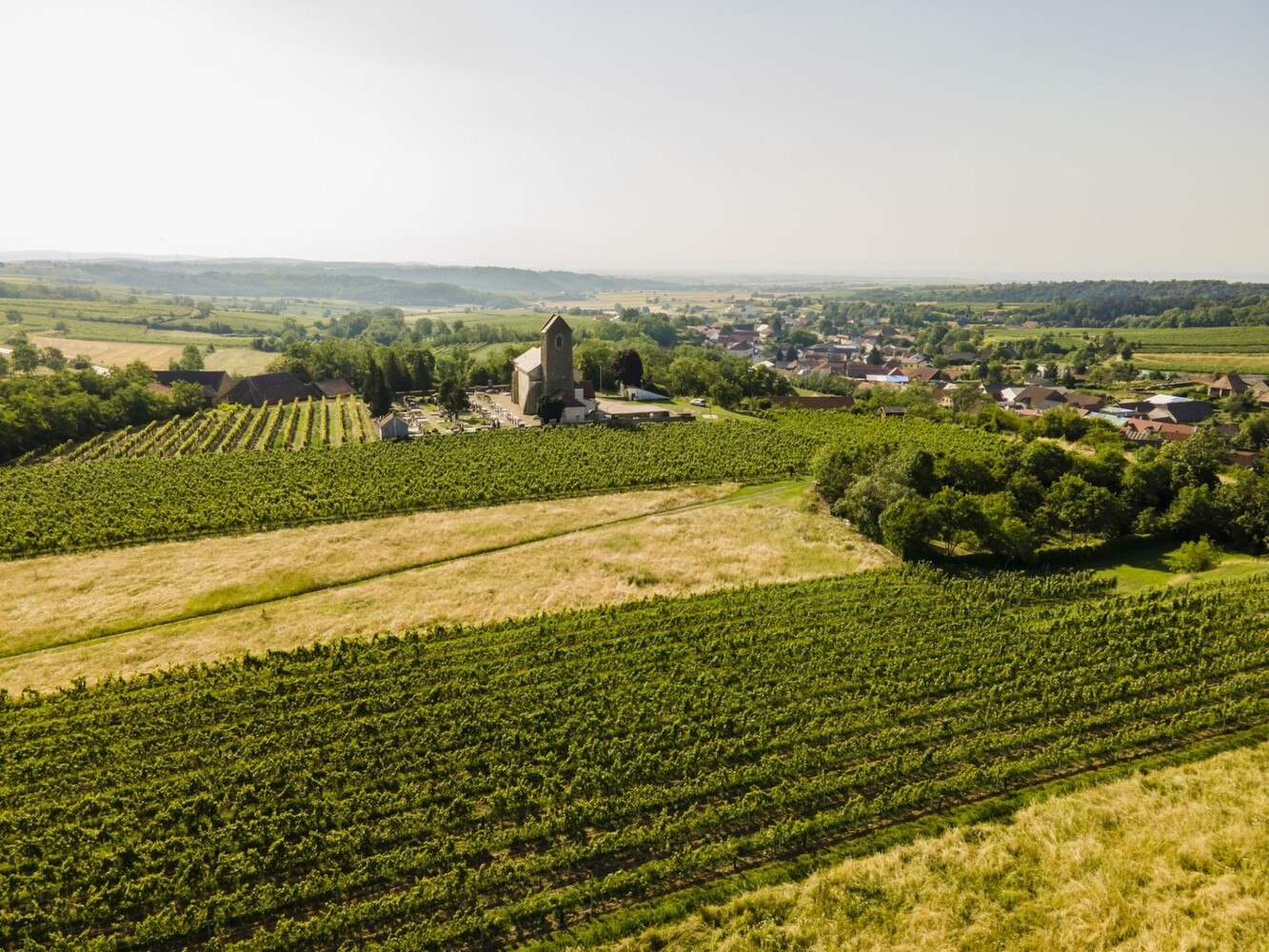 Der vor 20 Jahren gewählte Weg der Weinviertler Weinwirtschaft war ebenso radikal wie stringent. © Weinviertel DAC Herbst