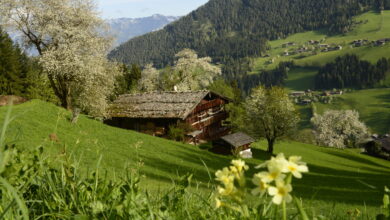 Ein Bauernhof in den Bergen. Rundherum grüne Wiesen und Berge.