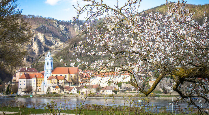 Panorama von Dürnstein in der Wachau mit blühenden Aprikosenbäumen.