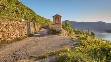 Kreuzung mit Aussicht – und großartigem Wein: Ried Klaus bei Weißenkirchen. (c) iStock / Getty Images Plus / Birgit Steinberger